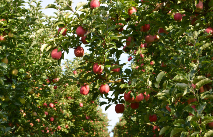 Apple Pride Does Abound