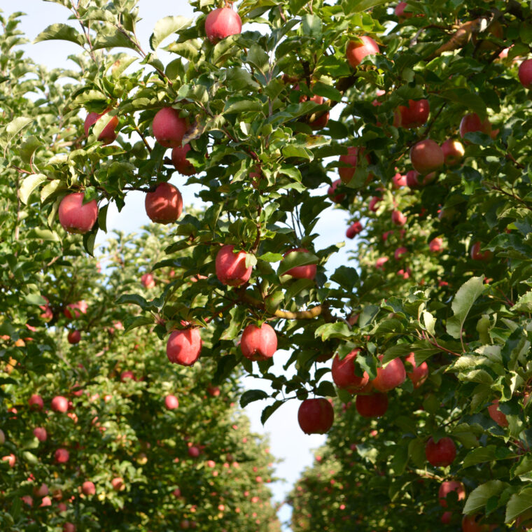 Apple Pride Does Abound