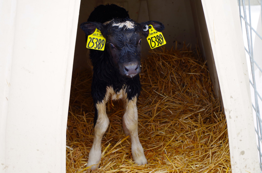 babycalf