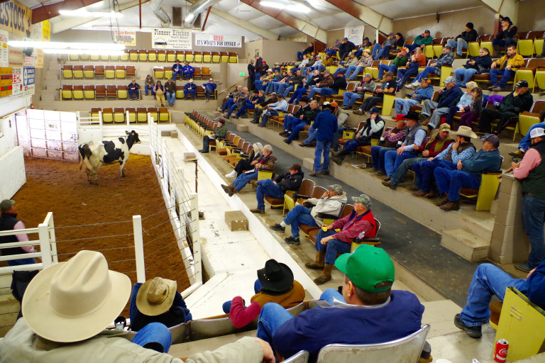 A Day at the Cattle Auction rooted