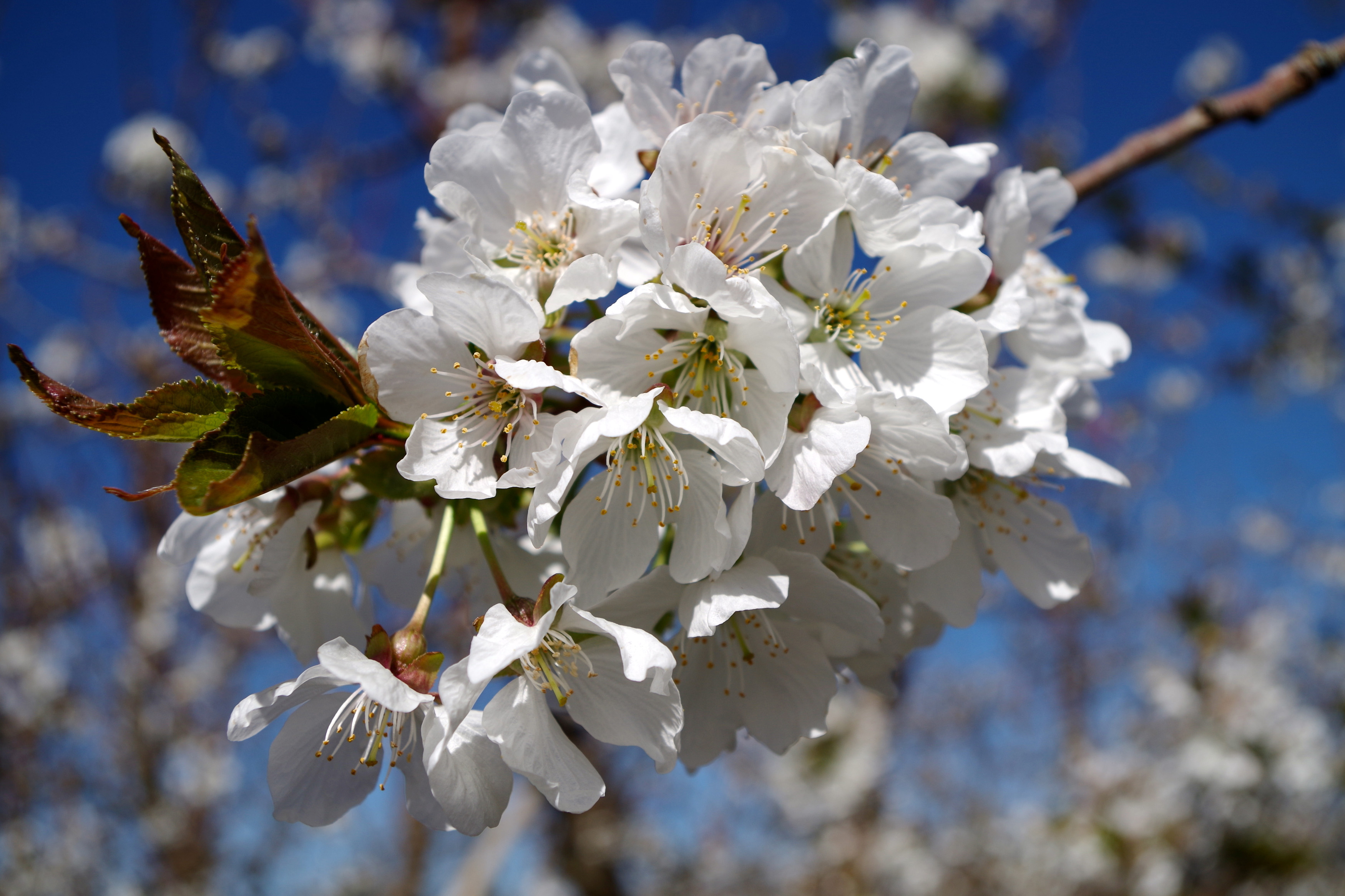 Cherry Blossoms: The Power of Impermanence - rooted