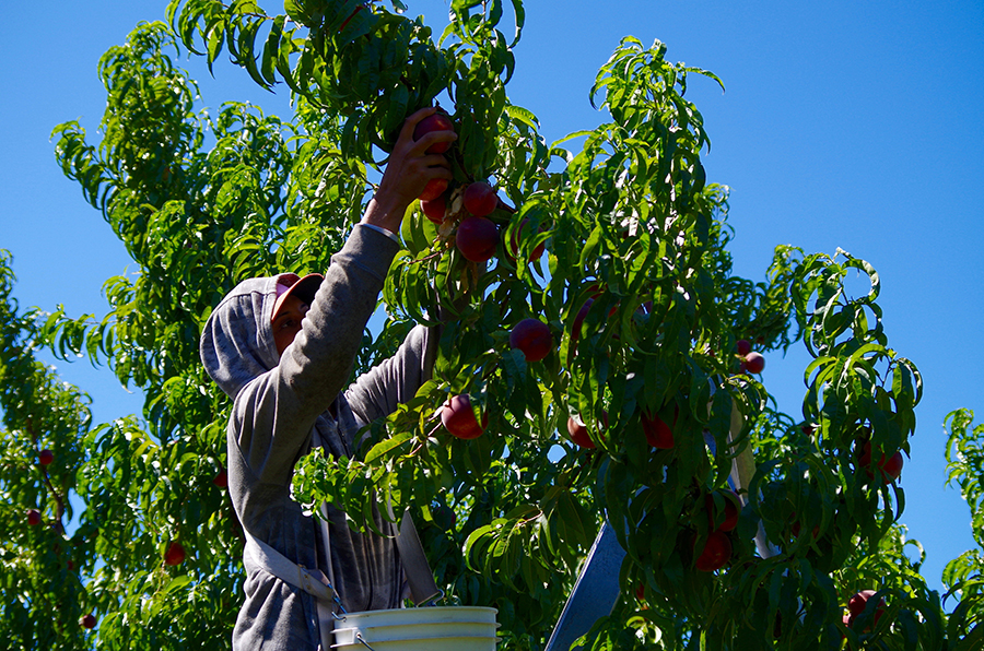 picking peaches